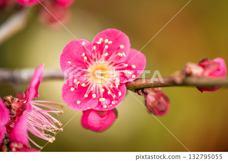 A flower of red plum blossoming spring A flower of red plum blossoming spring 132795055