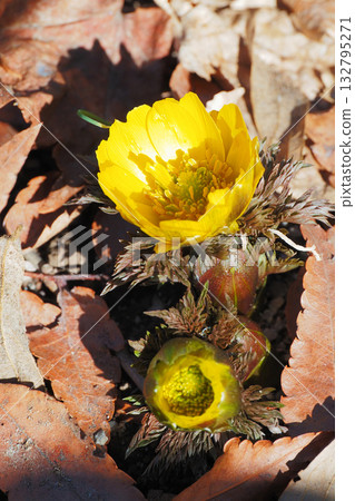 Fukuge's flower Fukuge's flower 132795271