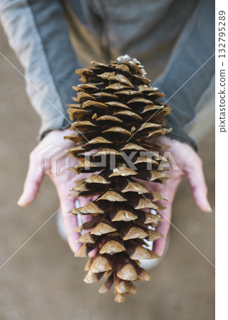Person holding large pinecone outdoors 132795289
