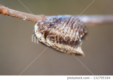 Bell-bellied praying mantis eggs Bell-bellied praying mantis eggs 132795384