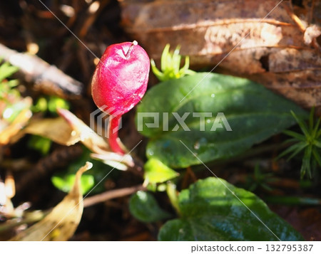 Clivia fruit (20251029122502) Clivia fruit (20251029122502) 132795387