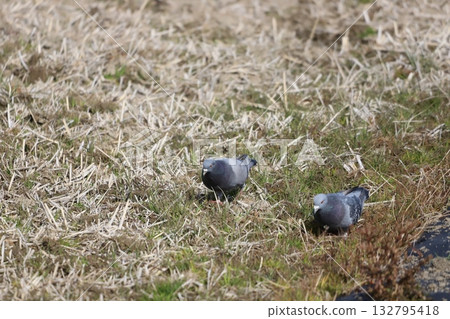 Pigeons feeding in the rice fields 132795418