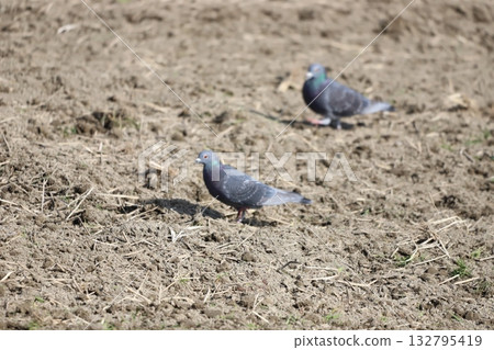 Pigeons feeding in the rice fields Pigeons feeding in the rice fields 132795419