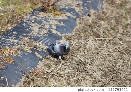Pigeons feeding in the rice fields Pigeons feeding in the rice fields 132795421