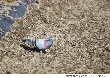 Pigeons feeding in the rice fields 132795423