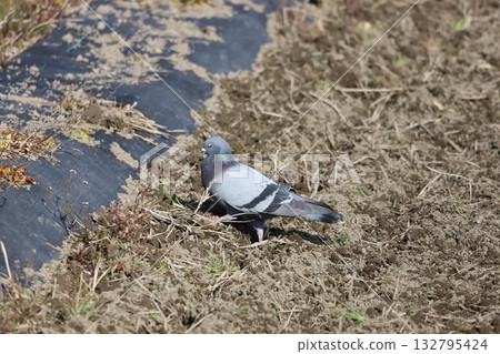 Pigeons feeding in the rice fields Pigeons feeding in the rice fields 132795424