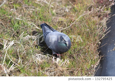 Pigeons feeding in the rice fields 132795425