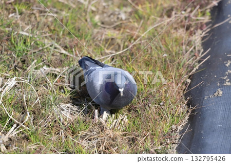 Pigeons feeding in the rice fields Pigeons feeding in the rice fields 132795426