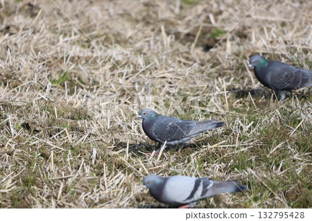 Pigeons feeding in the rice fields 132795428