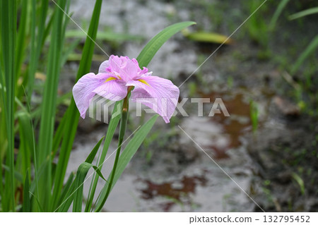 Pink haze and iris Pink haze and iris 132795452