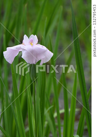 Peach Child and Iris 132795453