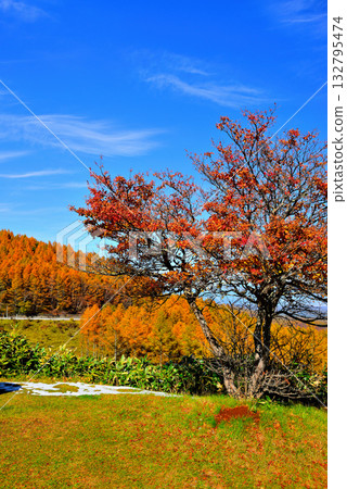童話公路：清晨薄霧籠罩下的佐久市，以及從山口眺望的秋葉美景。 132795474