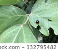 A red-breasted ladybug and a leaf with insect bites 132795482