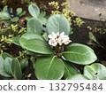 Rhaphiolepis umbellata flower (wheel plum) 132795484