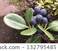 Rhaphiolepis umbellata fruit (wheel plum) 132795485