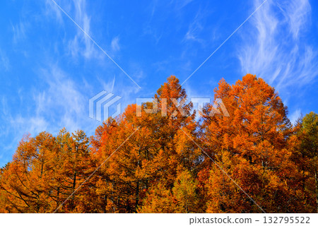 童話公路:清晨薄霧籠罩下的佐久市,以及從山口眺望的秋葉美景。 童話公路:清晨薄霧籠罩下的佐久市,以及從山口眺望的秋葉美景。 132795522