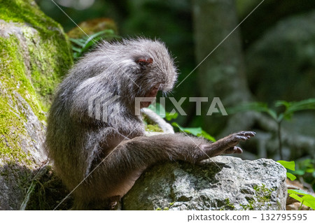 Yakuza monkey grooming World Natural Heritage Yakushima (Spring) Yakuza monkey grooming World Natural Heritage Yakushima (Spring) 132795595