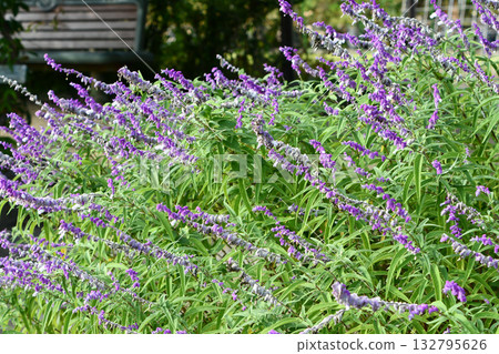 Salvia leucantha Mexican bush sage 132795626