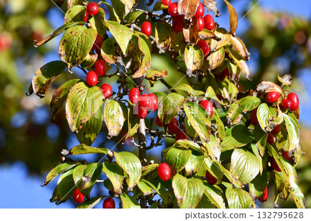 Cornelian cherry fruit 132795628