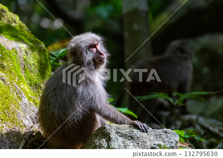 黑幫猴子保持警惕，世界自然遺產屋久島（春季） 132795630