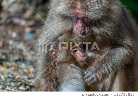 Yakuza monkey grooming World Natural Heritage Yakushima (Spring) Yakuza monkey grooming World Natural Heritage Yakushima (Spring) 132795855