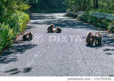 黑幫猴子梳理 世界自然遺產屋久島（春季） 132795856