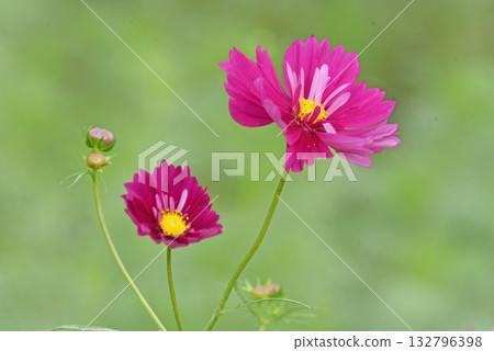 Glossy flowers Glossy flowers 132796398