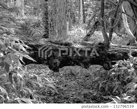 Fallen tree blocking a mountain path (afr20251029125619) Fallen tree blocking a mountain path (afr20251029125619) 132796539