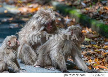 Yakuza monkey grooming World Natural Heritage Yakushima (Spring) Yakuza monkey grooming World Natural Heritage Yakushima (Spring) 132796708