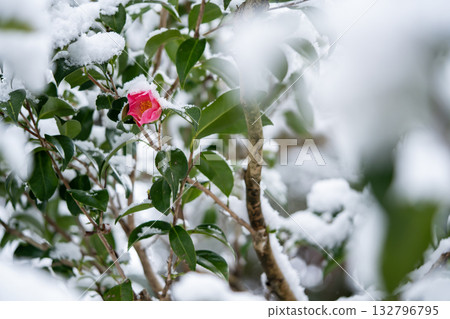 Red rose blooming in the snow Red rose blooming in the snow 132796795