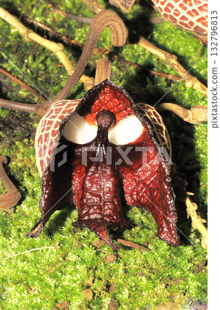 馬兜鈴花 132796813