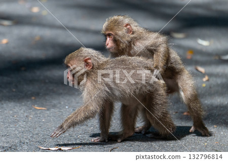 Yakuza monkeys playing on Yakushima Island, a World Heritage Site (Spring) 132796814