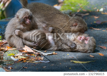 在屋久島（世界遺產）上玩耍的黑幫猴子（春季） 132796815