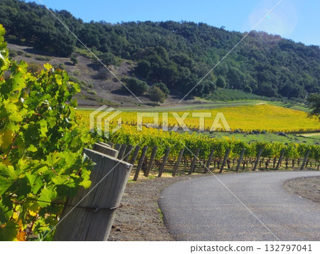 Napa Vineyards 132797041