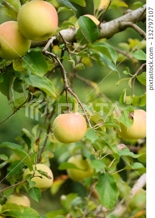 群馬縣豐收月 132797107