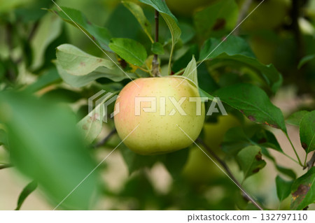 Ripened Apples Gunma Harvest Moon Ripened Apples Gunma Harvest Moon 132797110