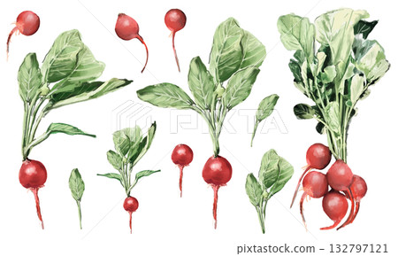 Hand-drawn watercolor radish material set 132797121