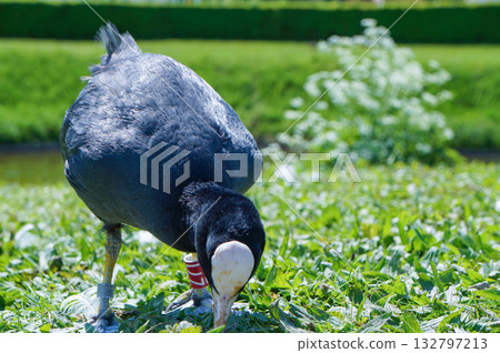 一隻黑鳥在地上覓食 一隻黑鳥在地上覓食 132797213