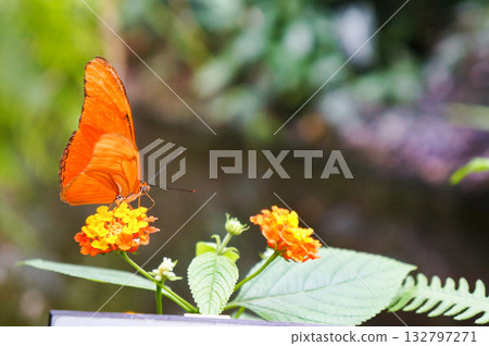A colorful and beautiful butterfly resting on a flower in a botanical garden A colorful and beautiful butterfly resting on a flower in a botanical garden 132797271