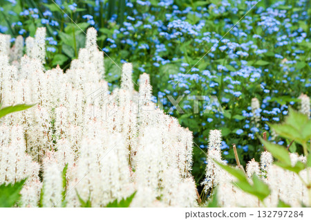 Beautiful Cimicifuga japonica blooming on the small German island of Mainau Beautiful Cimicifuga japonica blooming on the small German island of Mainau 132797284