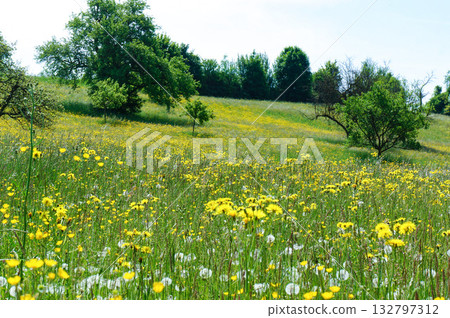 A beautiful view of the slopes where rape blossoms are in full bloom A beautiful view of the slopes where rape blossoms are in full bloom 132797312