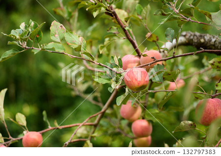 Ripened San Fuji apples Ripened San Fuji apples 132797383