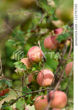 Ripened San Fuji apples 132797385
