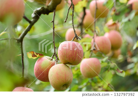 成熟的聖富士蘋果 132797392