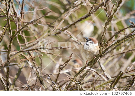 Thrush stuck in a branch 132797406