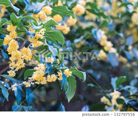 秋天桂花枝繁叶茂特写 秋天桂花枝繁叶茂特写 132797558