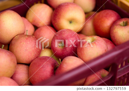 Harvested apples, Koyo 132797559