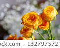 黃色噴霧玫瑰和滿天星 132797572