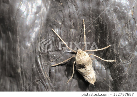 A type of winter moth (female, adult) 132797697