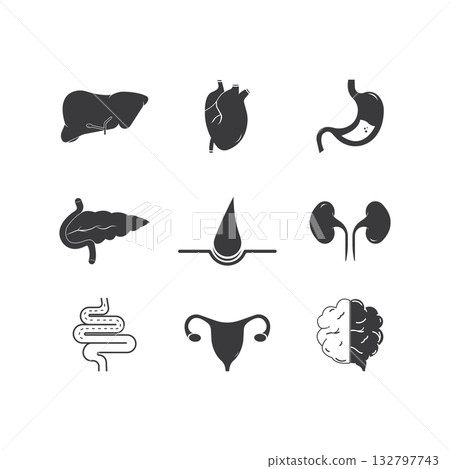 Human internal organs icon 132797743
